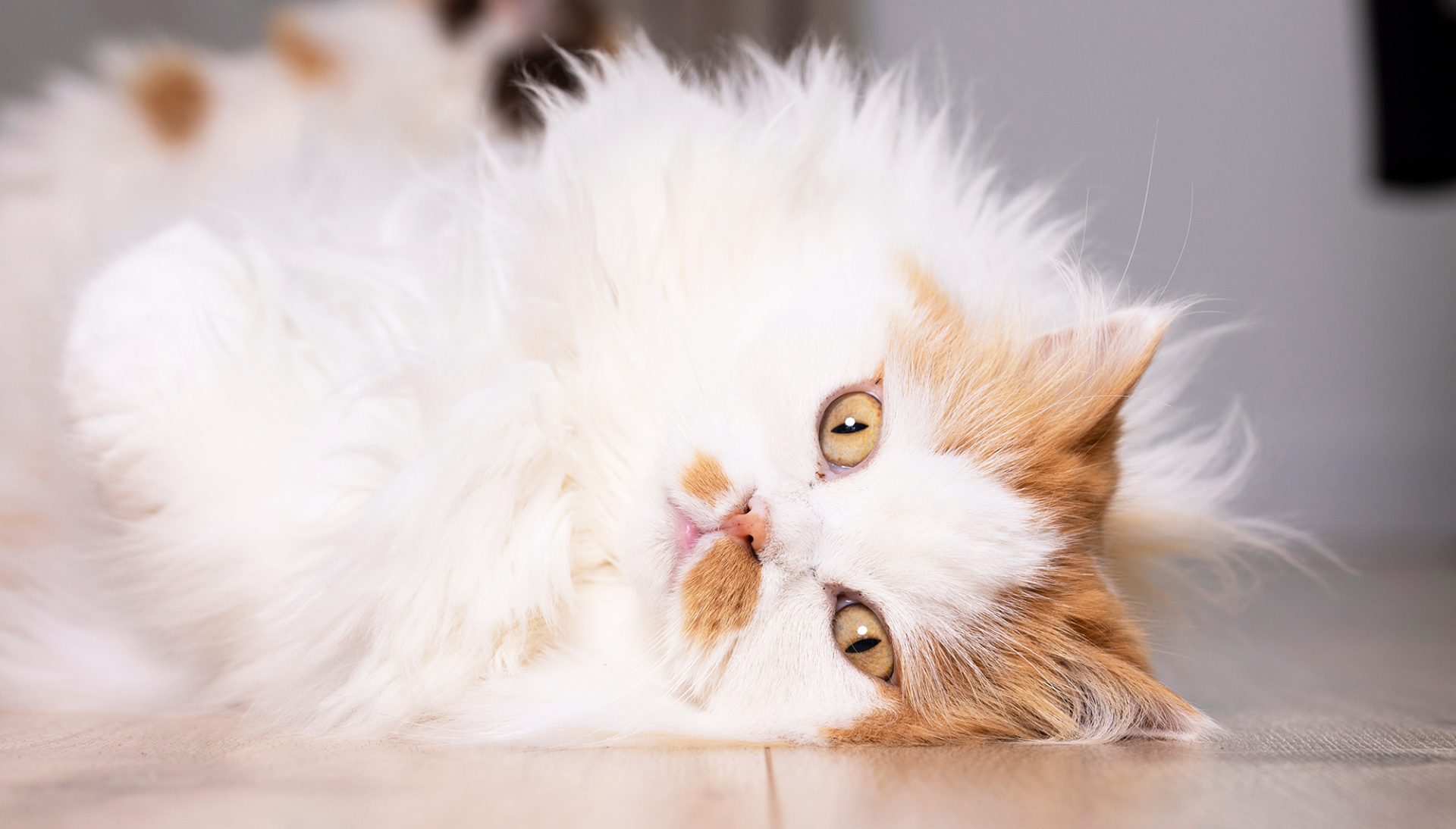 dierenfotograaf sharon willems uit zeeland