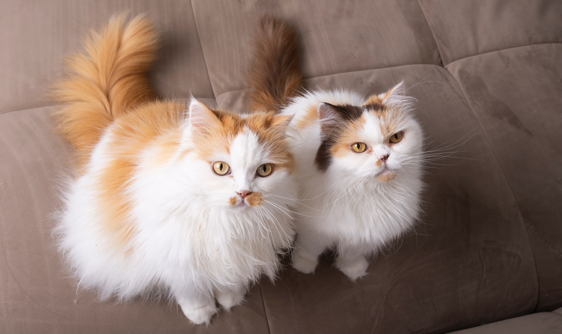 katten fotoshoot meerdere katten